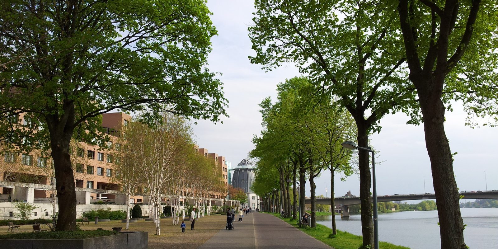 A tree lined avenue beside water in the Netherlands