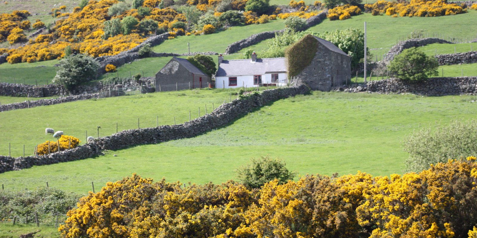 Stone walled fields and a white cottage in the Irish countryside